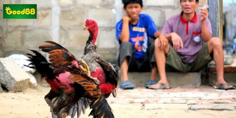 Bí kíp xem màu mạng gà đá theo ngũ hành giúp sư kê nhận biết cục diện cát hung trước trận đấu Bí kíp xem màu mạng gà đá theo ngũ hành giúp sư kê nhận biết cục diện cát hung trước trận đấu
