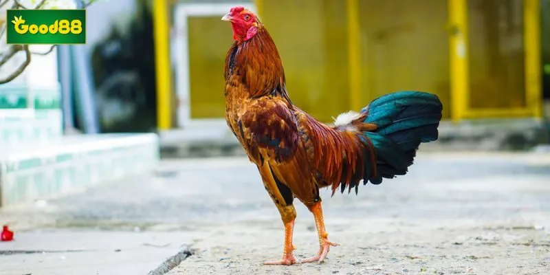 Phân tích kỹ lưỡng sắc lông đối thủ giúp người chơi đưa ra quyết định đầu tư chính xác Phân tích kỹ lưỡng sắc lông đối thủ giúp người chơi đưa ra quyết định đầu tư chính xác